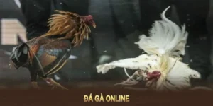 Bí Kíp Về Cách Chơi Đá Gà GA28 Tại 78Win Luôn Thắng 2 Bí Kíp Về Cách Chơi Đá Gà GA28 Tại 78Win Luôn Thắng