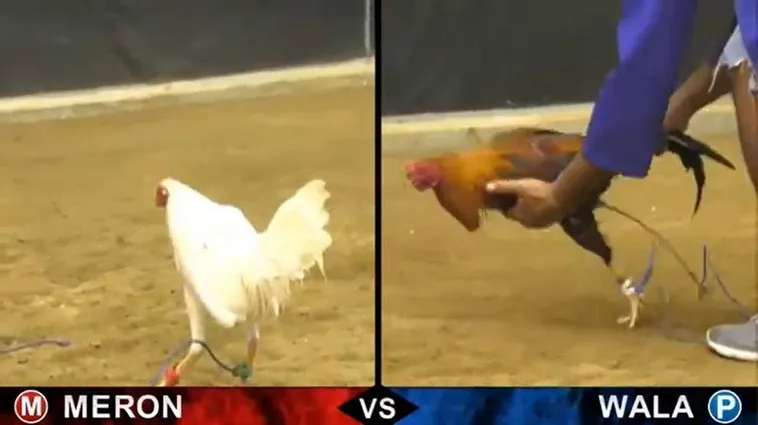 Hướng Dẫn Cách Chơi Đá Gà Sabong Tại 78Win Từ Cao Thủ